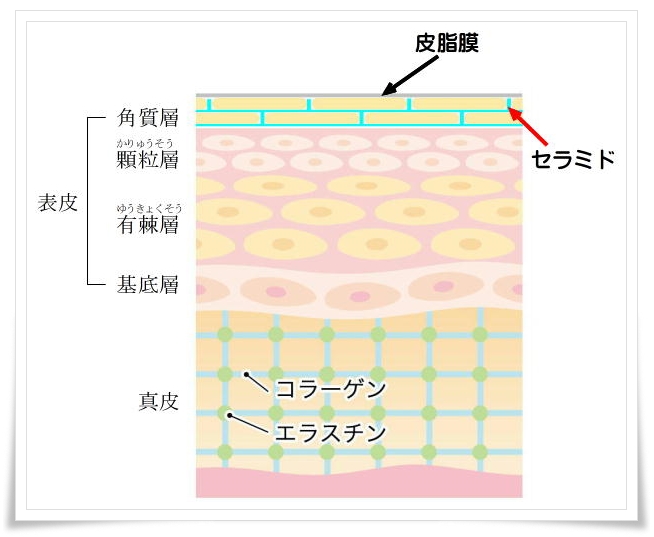 TVCM�ETV�ʔ̂́u��������W�F���v50��̔��̔Y�݂ɁI